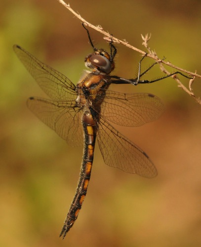 Female
2015_03_29_Perry_AL